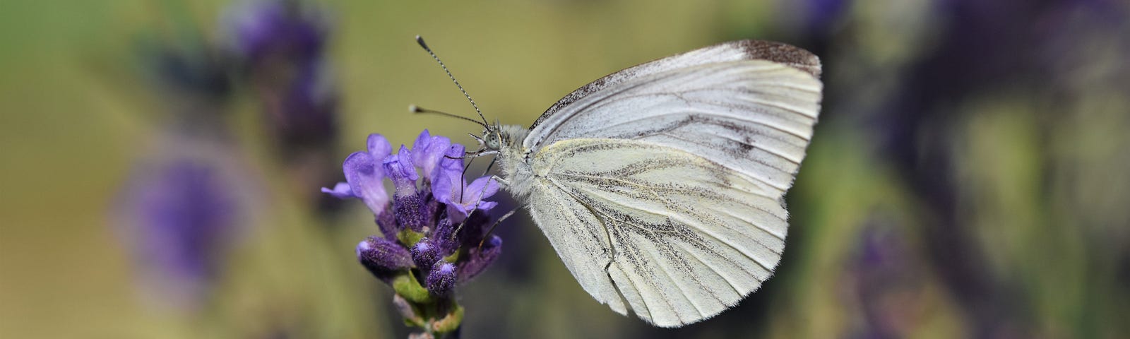 White butterfly on purple flower.