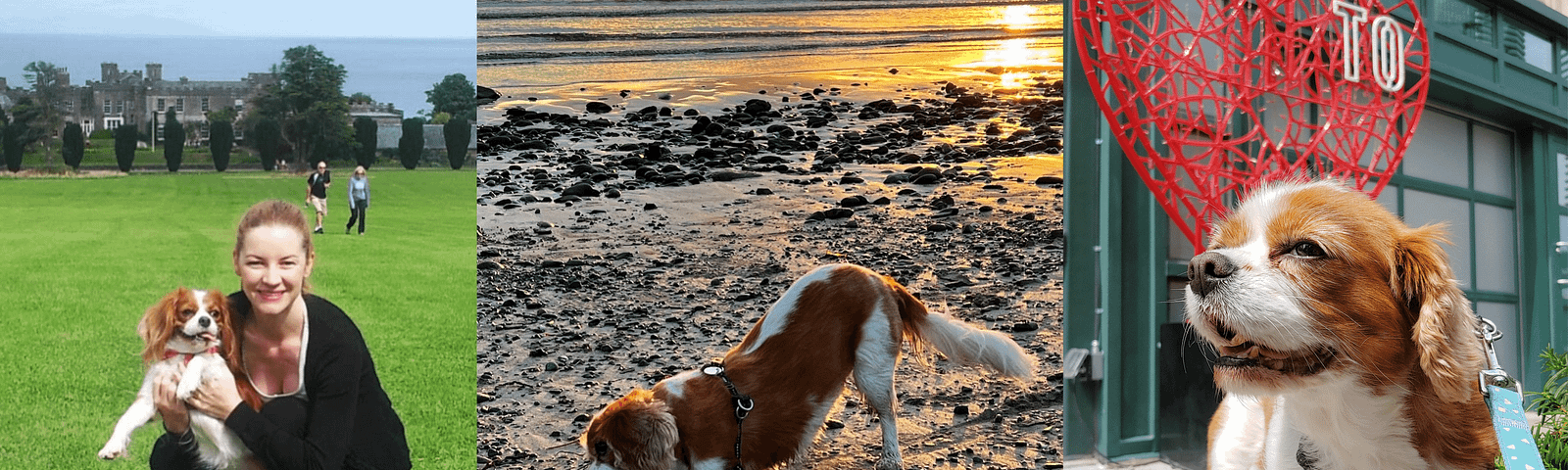 Mango ( a Cavalier King Charles Spaniel dog) pictured at 3 different places. 1. park in Ireland. 2. beach in New Zealand. 3. downtown Toronto in Canada