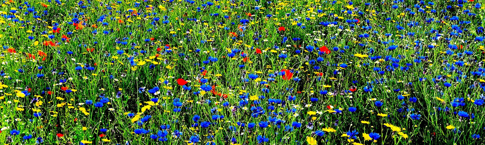 Blue, red and yellow flowers in a field