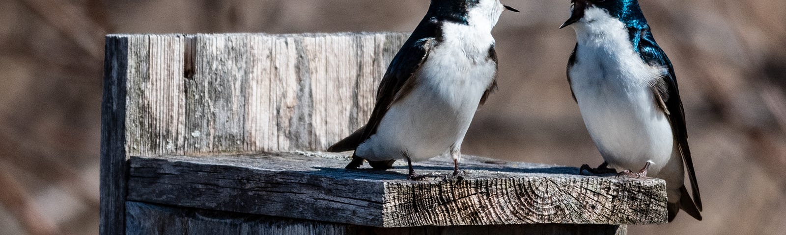 Tree swallows seem to be talking with each other.
