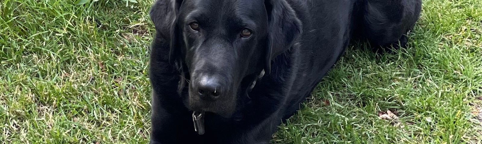 Picture of a black lab — this is Cooper