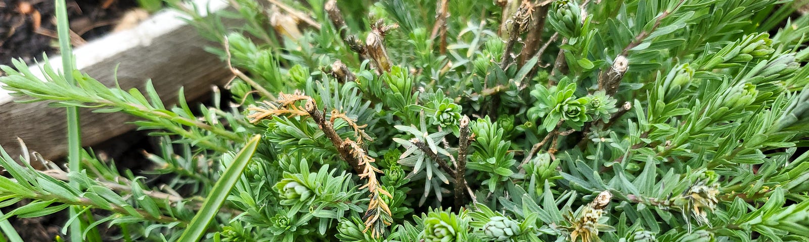 A variety of green plants are growing densely in a garden bed with rich soil visible in the background. Close-up, the photo showcases the intricate shapes and variety of the foliage, with some plants having needle-like leaves while others are more broad and flat.