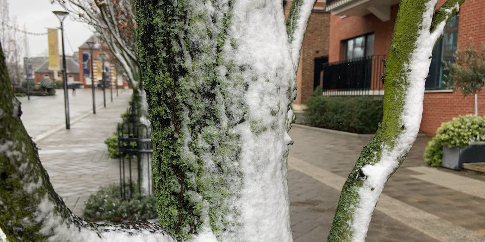 Wind blown snow on the side of a tree
