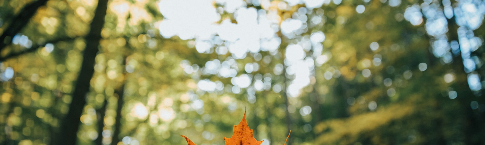 An orange-color maple leaf held up in front of a forest with green trees.