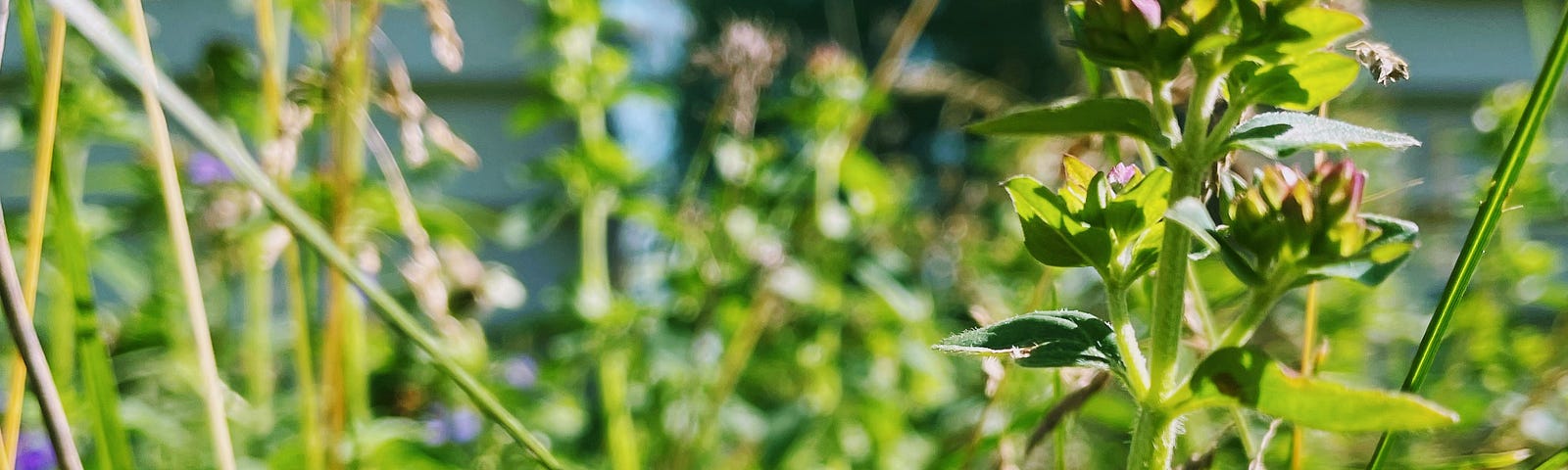 Close up of an oregno plant with the focus on a single tall stalk. The background is a blur of more oregano stalks and grasses next to the wall of a house..