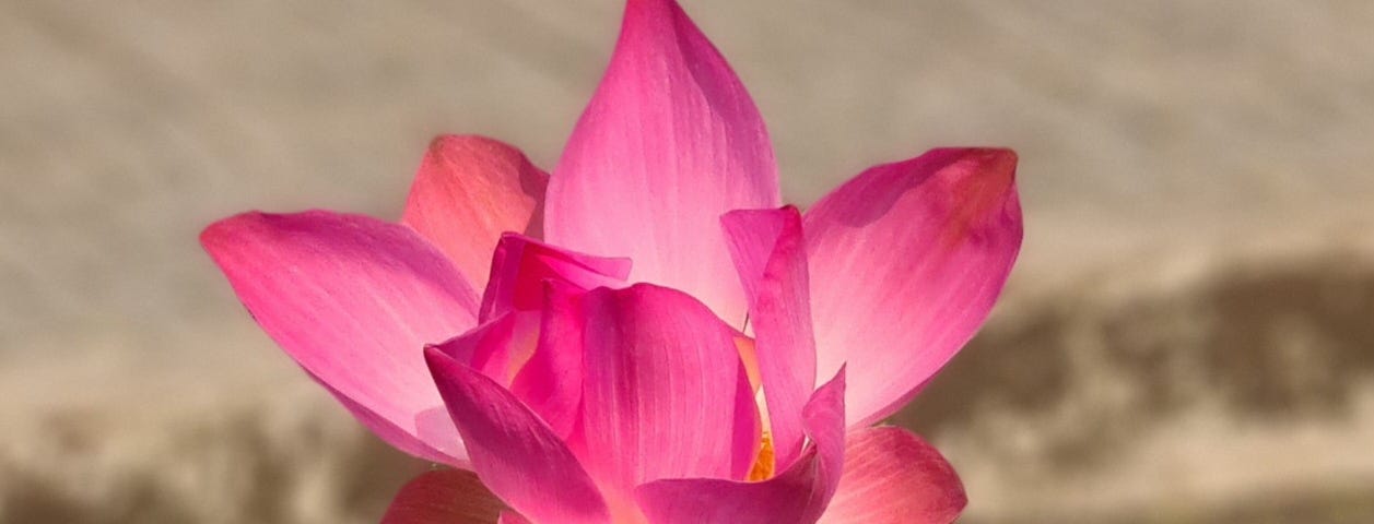 A pink lotus flower blossoming