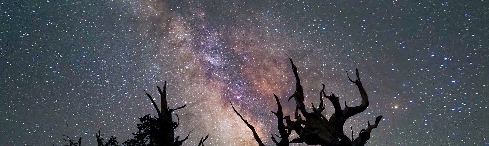 The Sentinels in the Schulman Grove atop the White Mountains of California spindle skyward, appearing to intertwine with the Milky Way. These bristlecone pines were saplings together some 3,500 years ago. The tree on the right died about 500 years ago; the one on the left is still living. (Photo: ©Craig K. Collins)