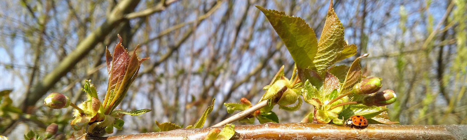 A ladybug on the branch of a cherry tree