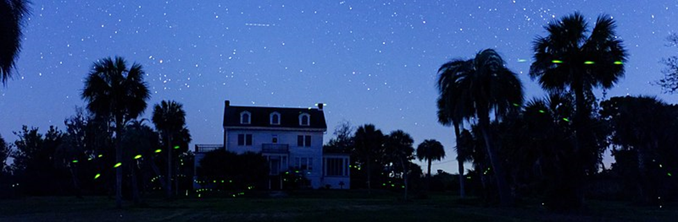 File: Fireflies, Georgia, US.jpg Description English: Fireflies in south Georgia, U.S., at the Butler Island Plantation. This is an 8-second exposure, with some fireflies flashing five or six times in that period. (The horizontal one above the building is an airplane.) Author Jud McCranie This file is licensed under the Creative Commons Attribution-Share Alike 4.0 International license. https://creativecommons.org/licenses/by-sa/4.0/deed.en https://commons.wikimedia.org/wiki/File:Fireflies,_Geo