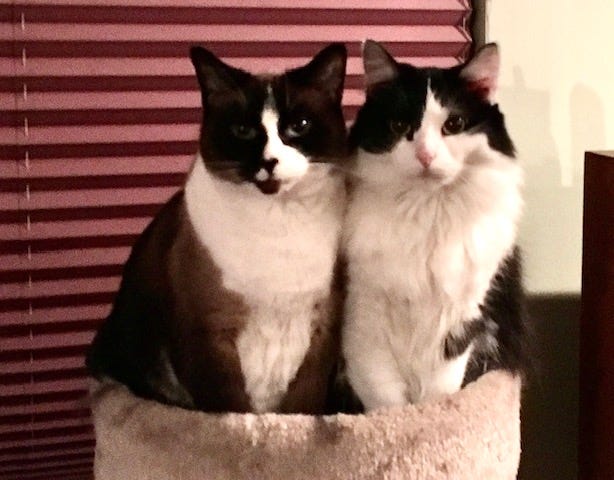 Cleo and Bast, posing for the camera. Photo by the author.