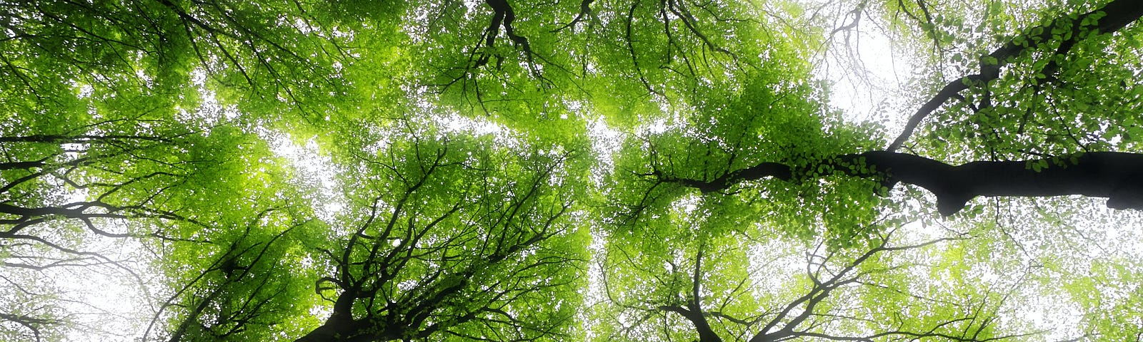 View of the top of trees in a forest looking up