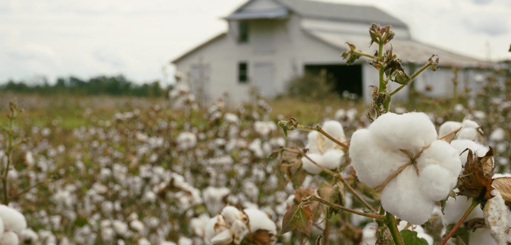 Close-up of a cotton boll with cotton field and barn in the background in the South. Black slaves picked cotton and drove the entire economic engine of the South during slavery. Many of those enslavers’ families remain wealthy today.