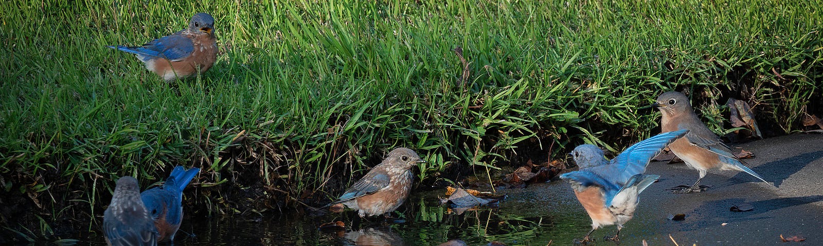 a small flock of male and female Bluebirds splash and play in a puddle on a driveway