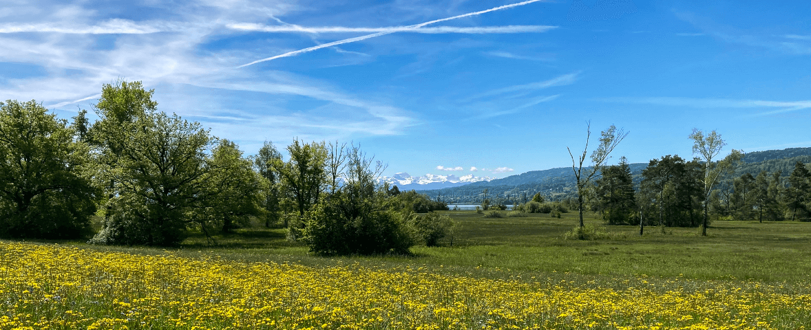 Field of yellow flowers underneath a blue sky