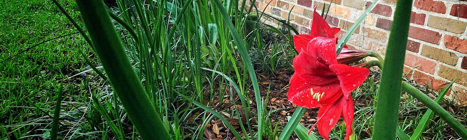 red amaryllis blooming in an unkempt garden among weeds