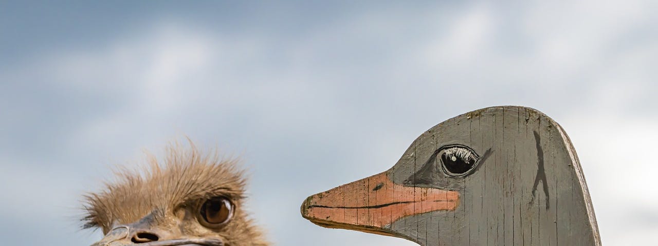 IMAGE: An ostrich looking suspiciously a wooden ostrich head