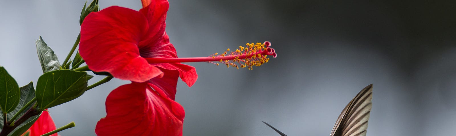 a hummingbird flies up to a red hibiscus flower