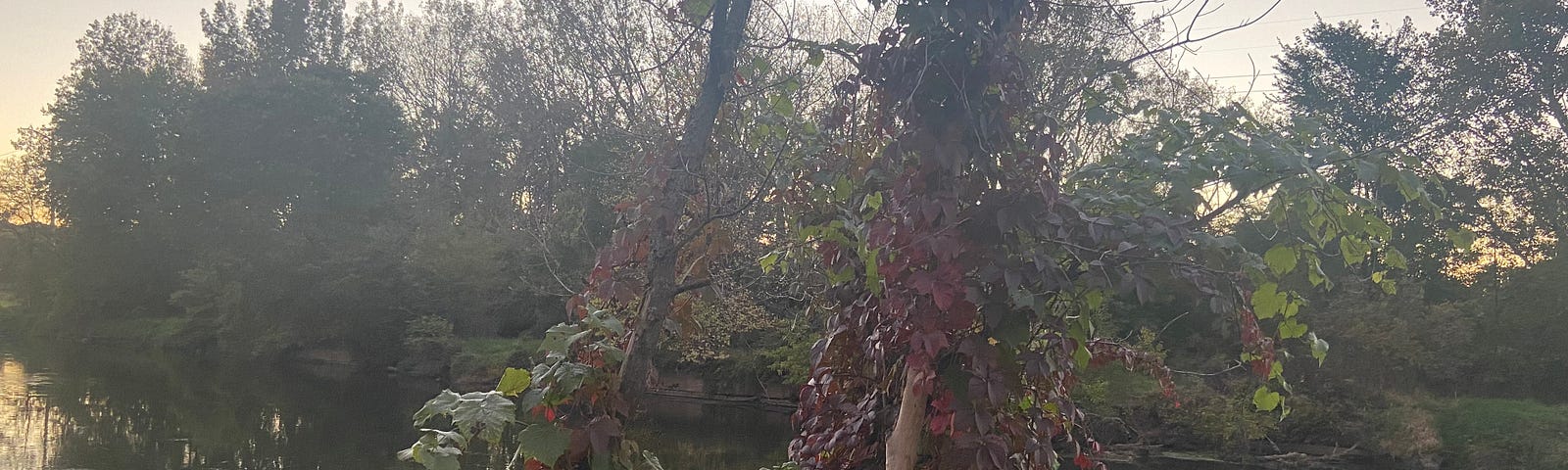 Photo by author of tree changing to rust color near a river.