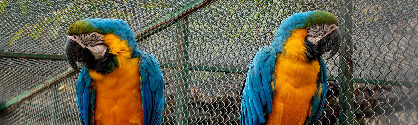 2 brightly coloured parrots sitting on a wooden perch are next to each other, but facing in opposite directions, as if they might be disagreeing. They are outside, but in a large cage.