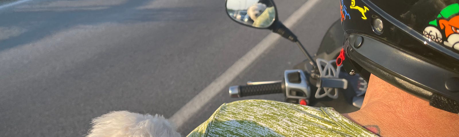 a man driving a vespa in italy with a tiny white poodle behind him. she looks into the mirror and you can see her face. traveling. italy. rimini. vespa.