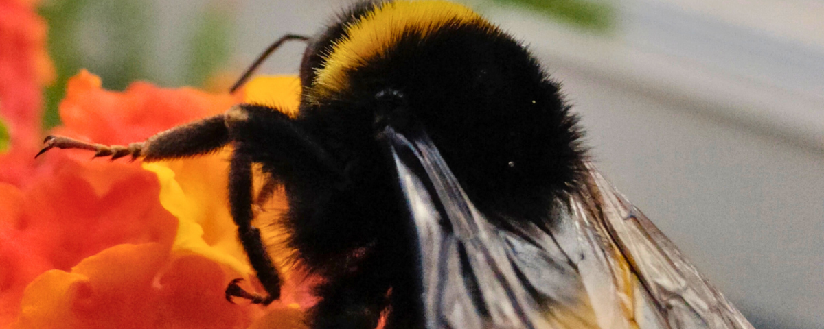 Close-up view of a bumblebee with vibrant yellow and black stripes, collecting nectar from a lantana flower against a blurred green background.
