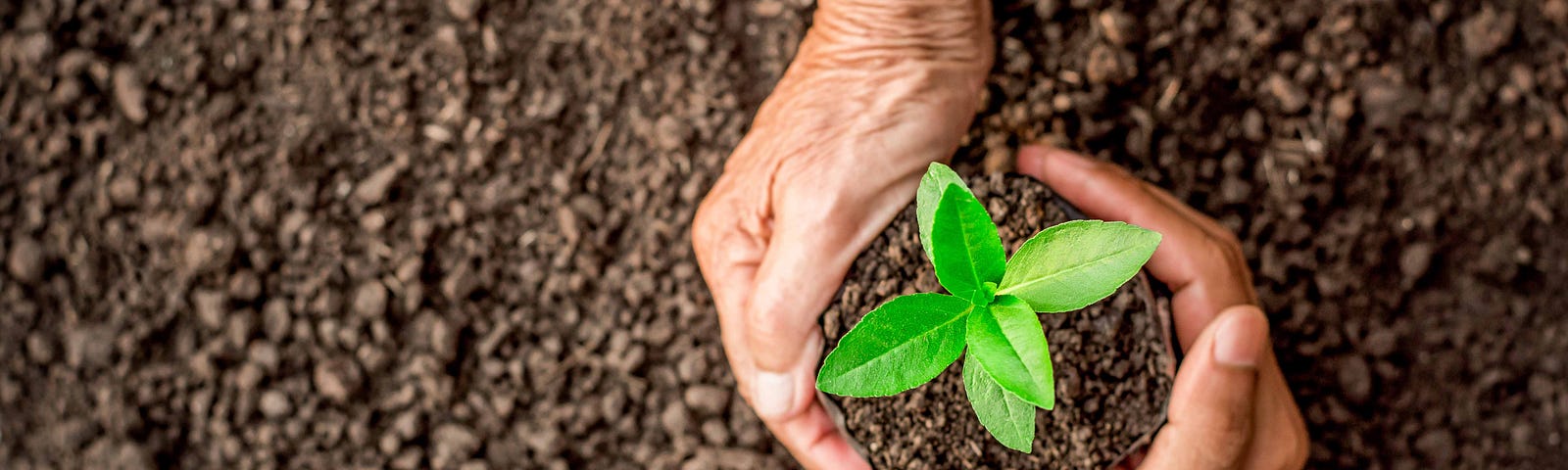 Seedling growing in a nursery bag held by two hands with a fertile soil background.