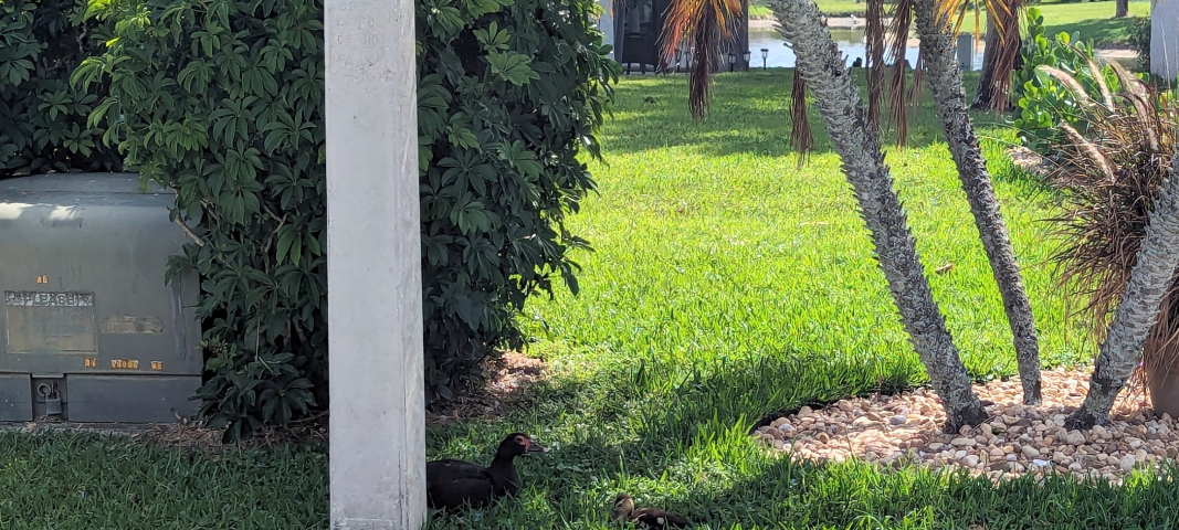 Picture of a Mother Duck and her baby ducklings.