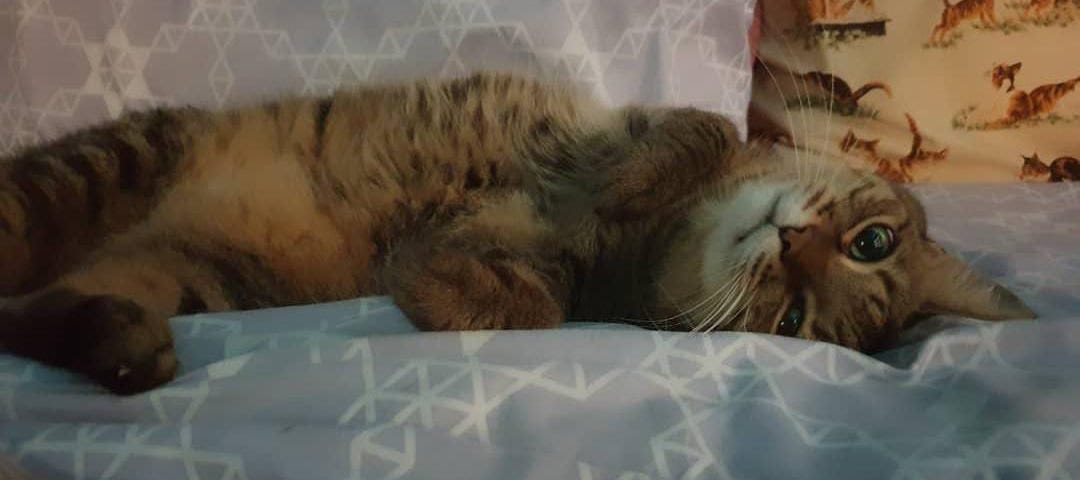 ORANGE cat on blanket