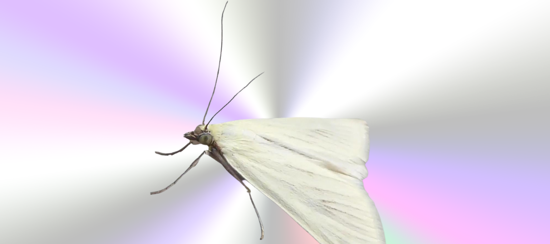 a moth on a pastel background