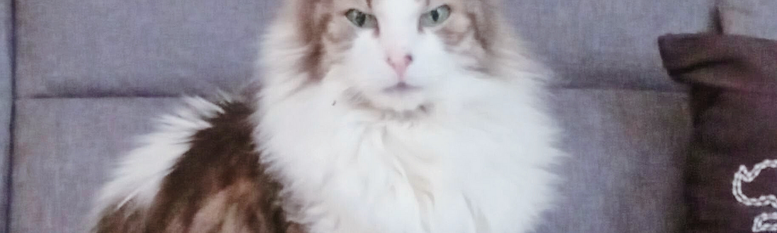 Photo of Max, the author's 15-year-old cat sitting on a grey couch. Max is long-haired, white, and grey with hints of brown. His eyes are green and his breed is unknown with the best guess suggesting Norwegian Forrest.