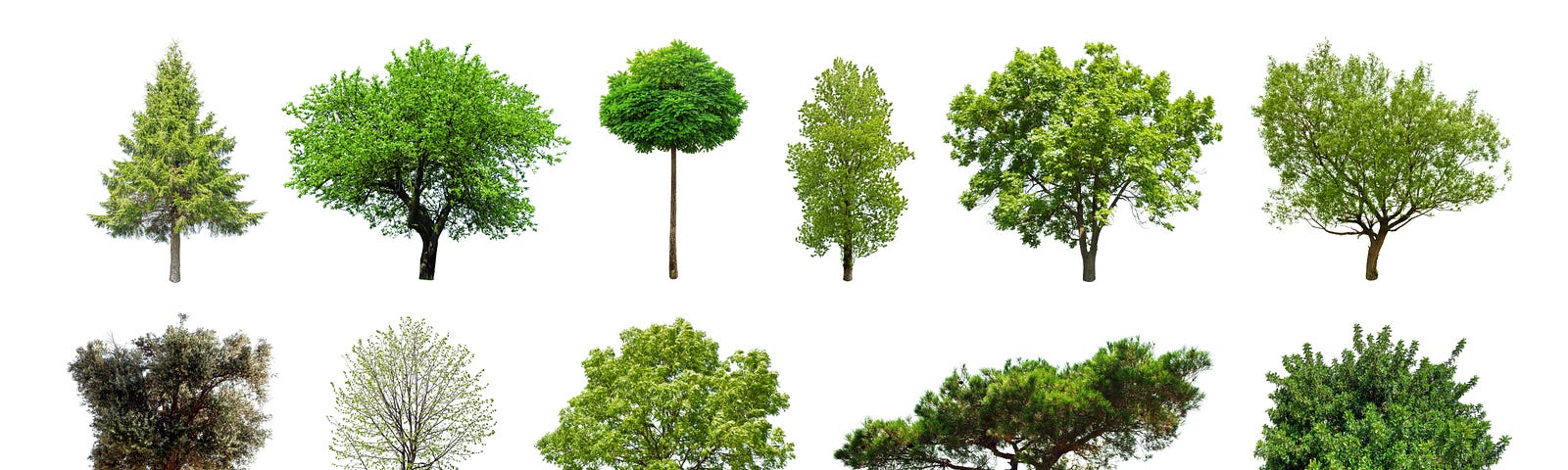 A photorealistic illustration of 11 difference species of tree against a white background.