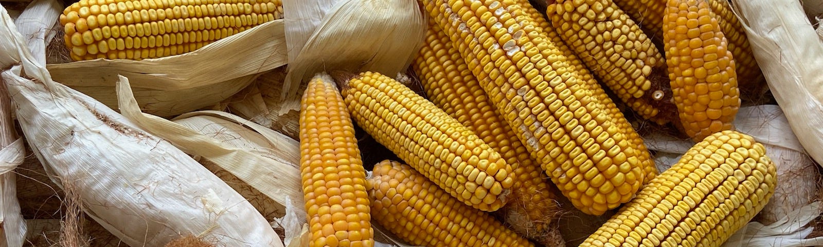 Dried corn on the cob. Yellow corn with light tan husks.