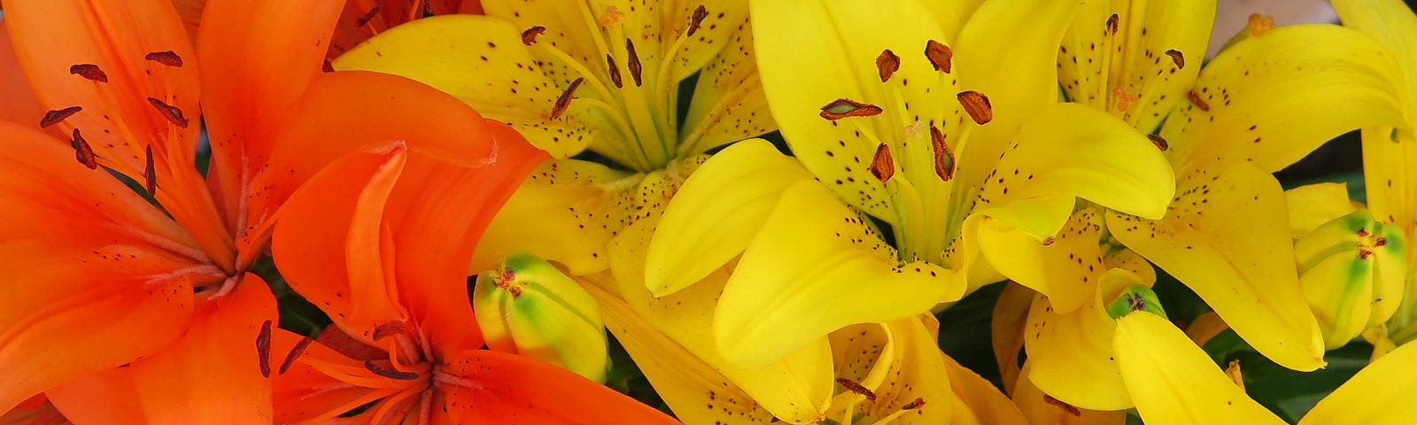 Close clusters of orange and yellow lilies.