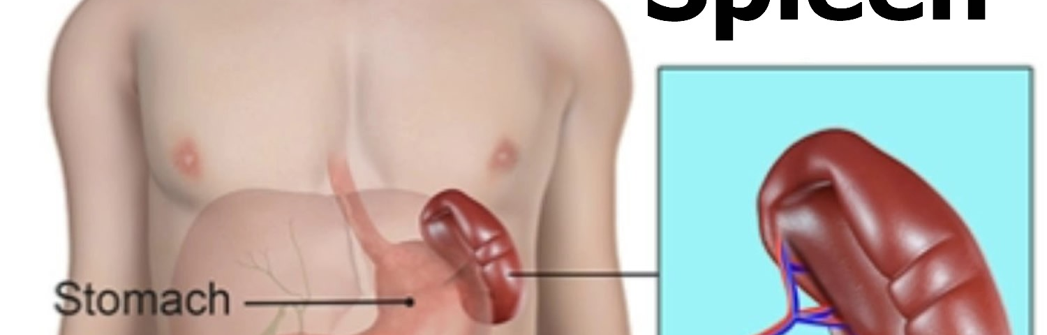 Diagram of spleen within body