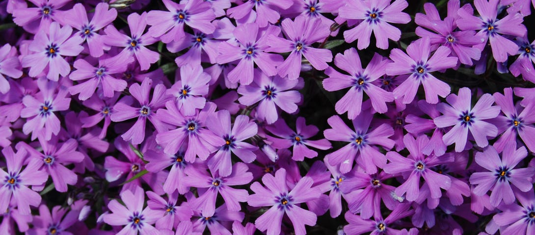 Moss phlox pink flowers.