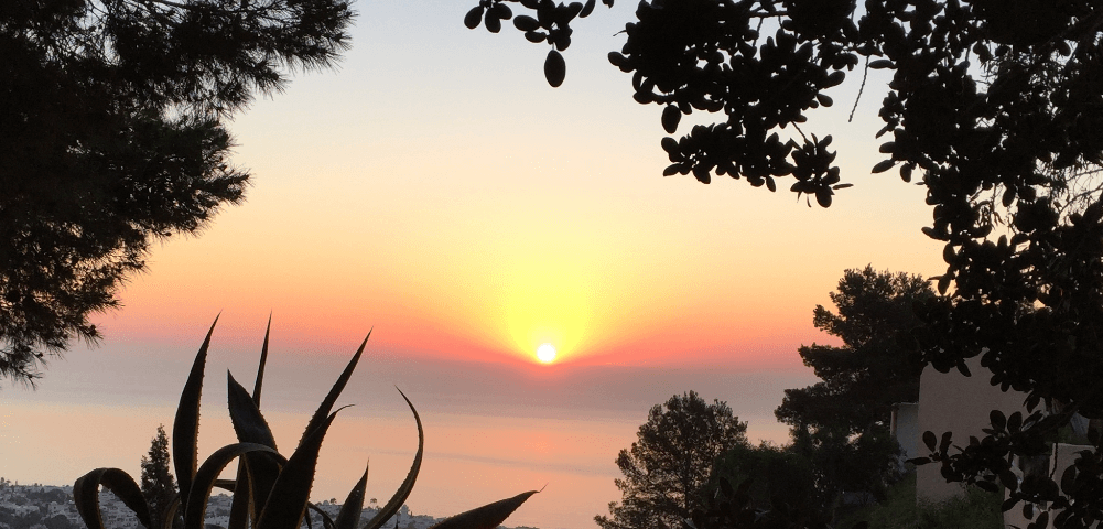 Cactus and trees silhouetted by a brilliant sunrise over the ocean — Moral Letters to Lucilius