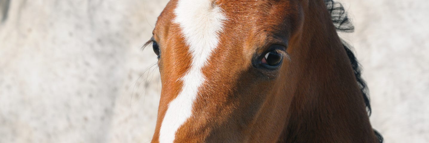 A cute brown foal with a white streak down its nose. There is an adult white horse behind it.