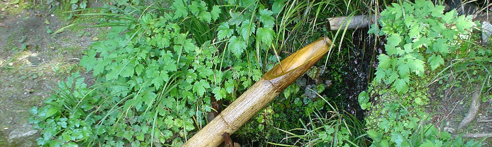 Bamboo near a water inlet among shrubs