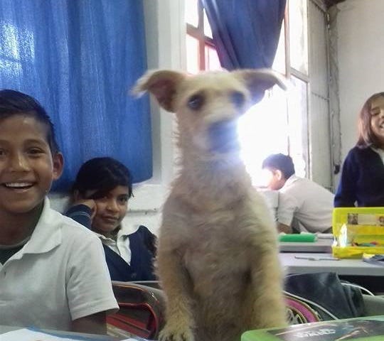 A blonde schnauzer poses for a picture in a Mexican school’s math class, where she briefly lived.