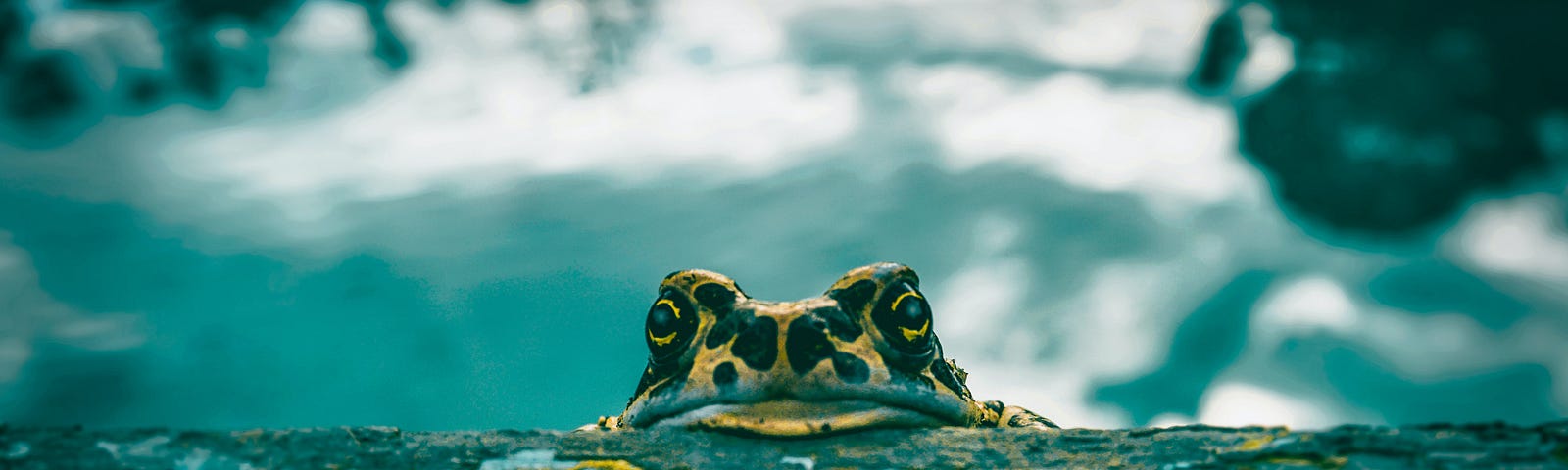 A frog peers over a concret ledge at the camera. What Qualifies as Stupid by Jim Latham | Photo by Vivi Bzk on Unsplash