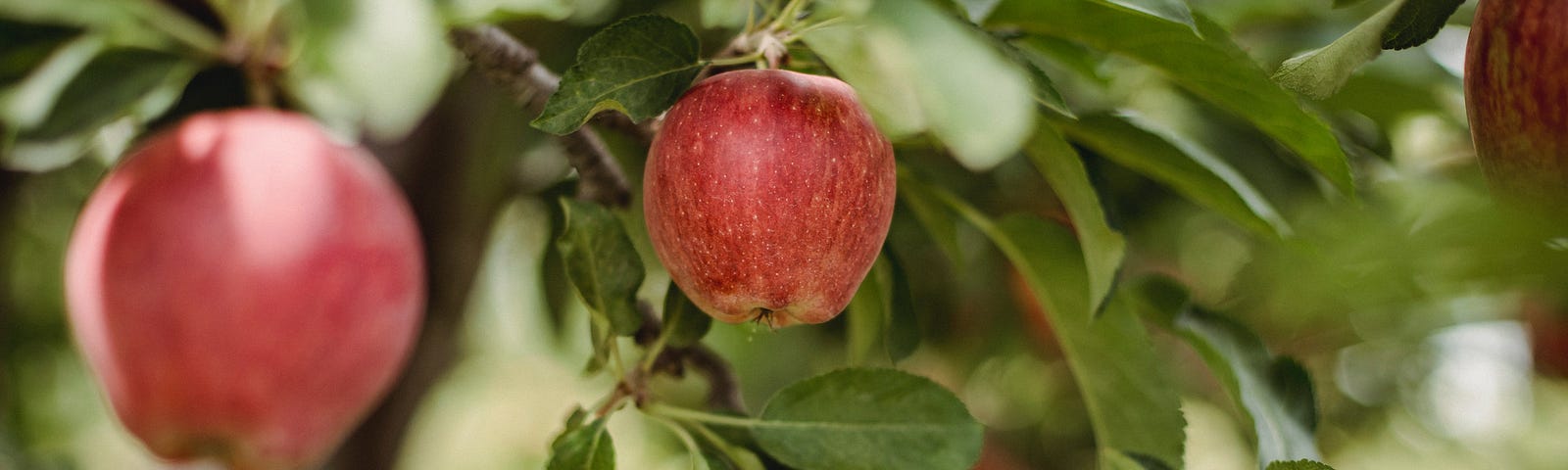 Close up of red apples on an apple tree.