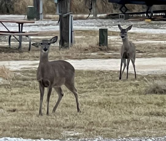 Long black-tailed deer