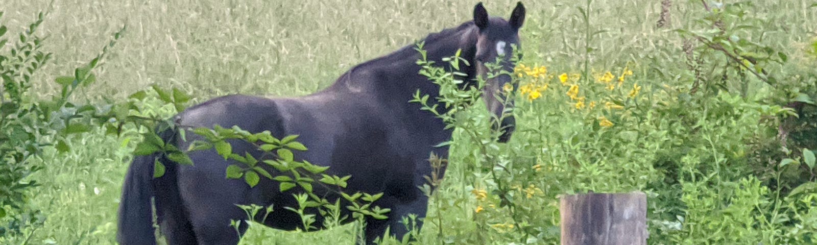 Black horse standing in a field of grass.