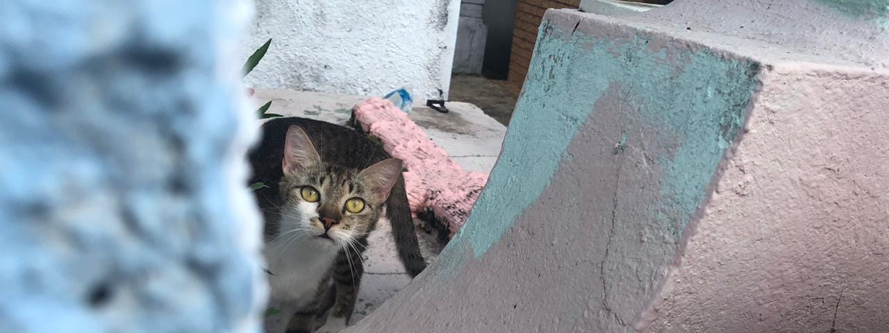 Gato cinza e branco observa desconfiado por trás de sepultura