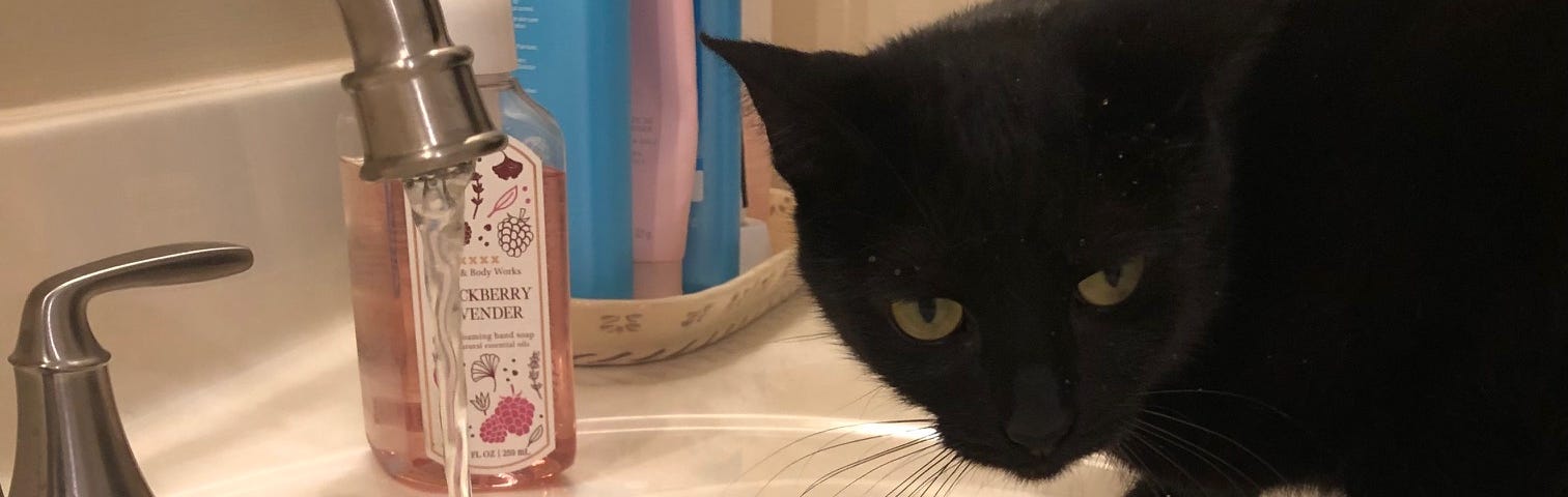 cat at sink with running water