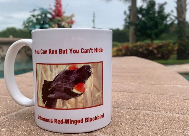 Picture of white mug that says, “You Can Run But You Can’t Hide…Infamous Red-Winged Blackbird” with picture of red-wing blackbird perched on tall stems.