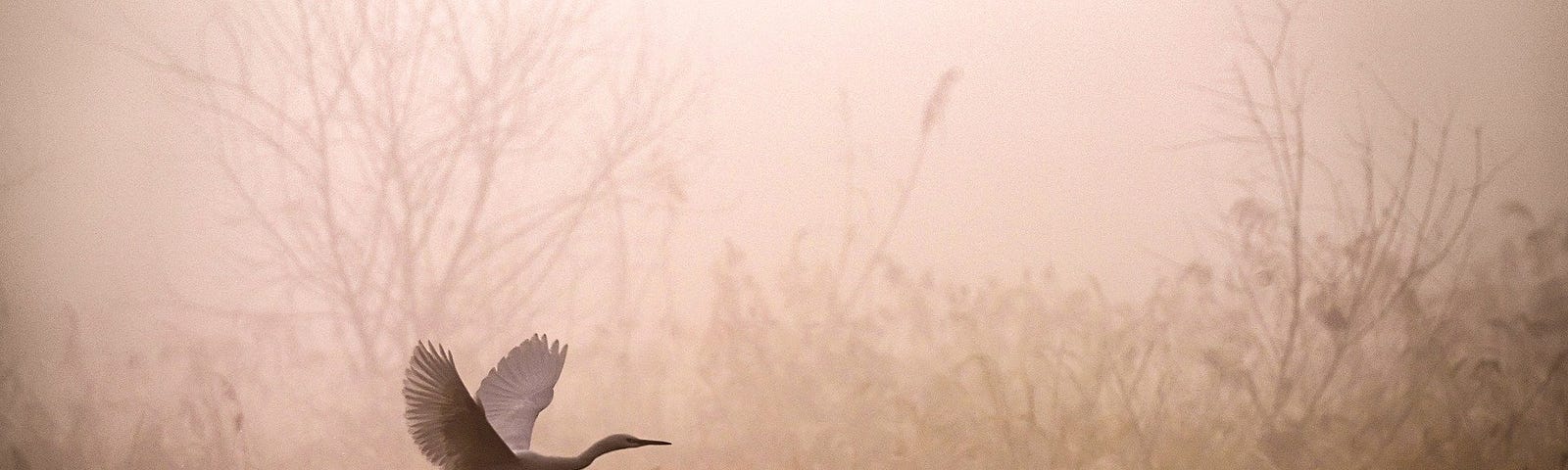 Egret flying in morning mist over wild grasses.