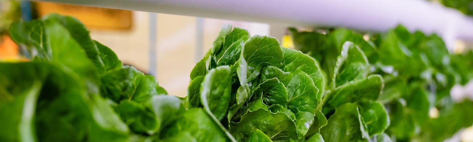 Don’t know what plants to choose for your vertical hydroponic garden?
No problem! This blog post will discuss what you need to consider when choosing plants for vertical hydroponics and provide a list of our top 10 picks.