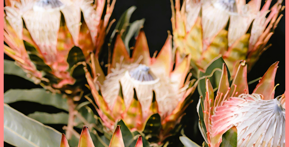 King Protea flowers