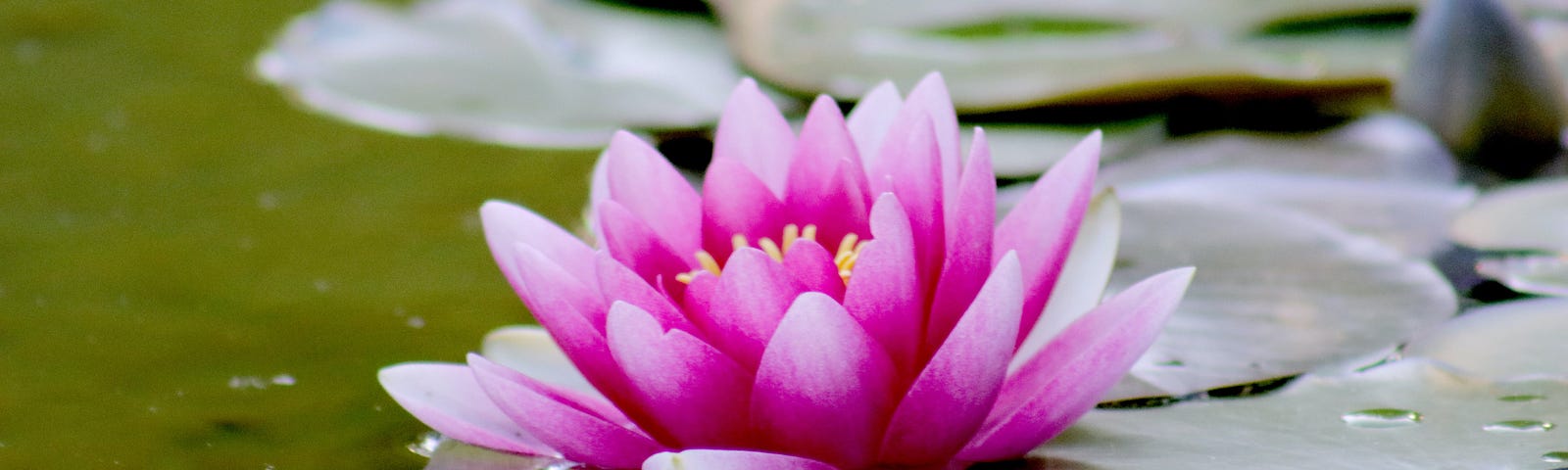 A vibrant pink water lily.